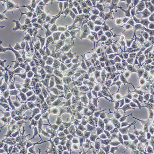 HEK-293T 人胚腎細(xì)胞