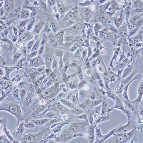 769-P 人腎細(xì)胞腺癌細(xì)胞