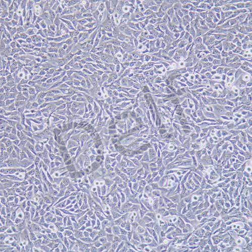 ATDC5 小鼠胚胎瘤細(xì)胞