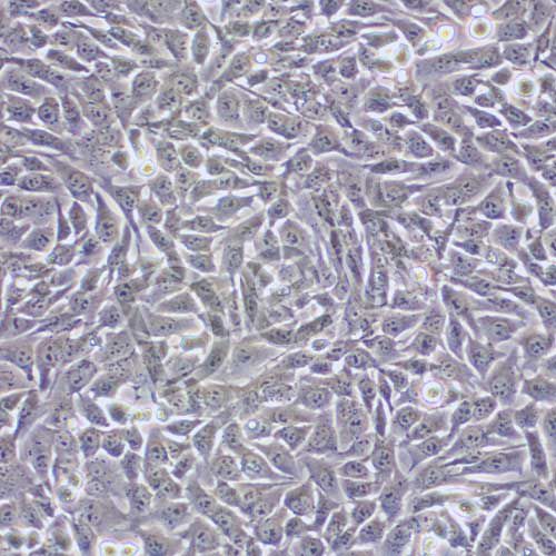 ATDC5 小鼠胚胎瘤細(xì)胞