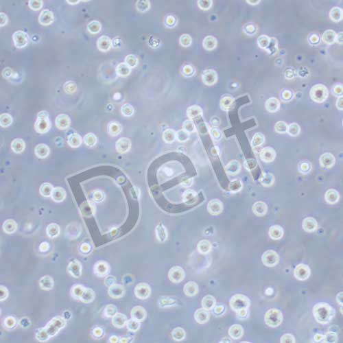 CEM/C1 人急性淋巴細胞白血病細胞