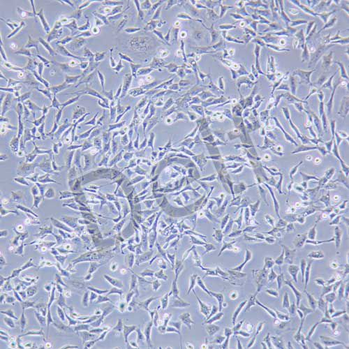 CHL 中國倉鼠肺細胞