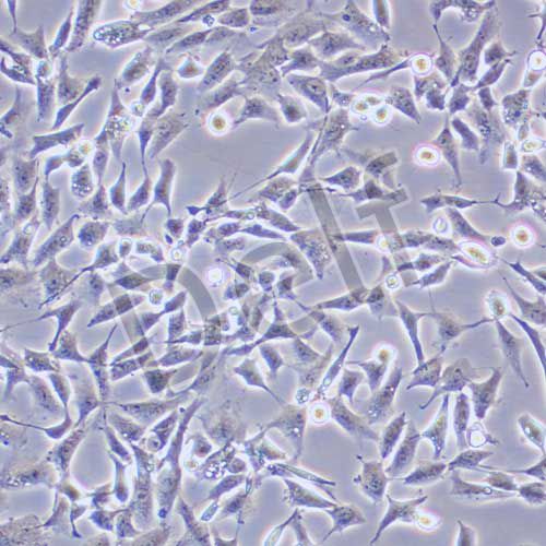 CHL 中國倉鼠肺細胞