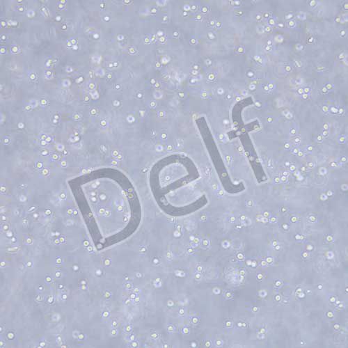 COC1 人卵巢癌細胞