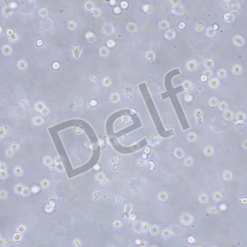 COC1 人卵巢癌細胞