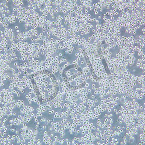 COLO205 人結腸癌細胞