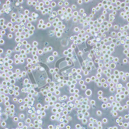 COLO205 人結腸癌細胞