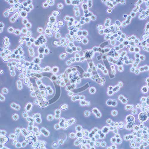 COLO320 DM人結(jié)直腸腺癌細胞