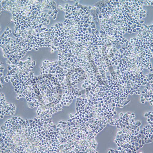 COV434 人卵巢顆粒腫瘤細(xì)胞