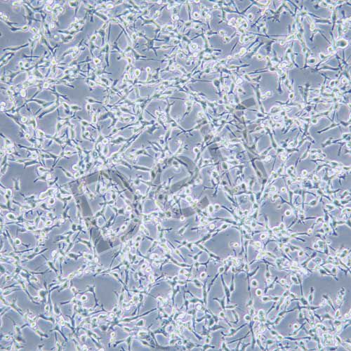 CT26 小鼠結(jié)腸癌細胞