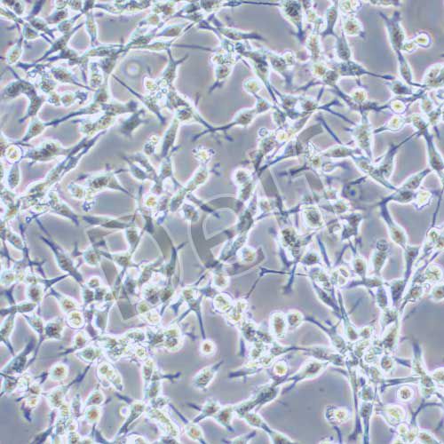 CT26 小鼠結(jié)腸癌細胞