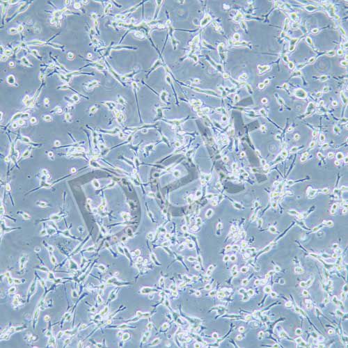 CT26.WT 小鼠結(jié)腸癌細(xì)胞