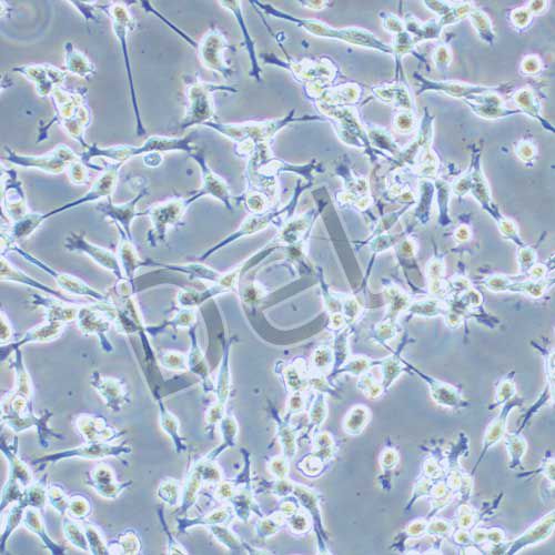 CT26.WT 小鼠結(jié)腸癌細(xì)胞