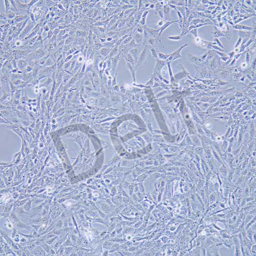 CTX-TNA2 大鼠腦I型星形膠質(zhì)細胞
