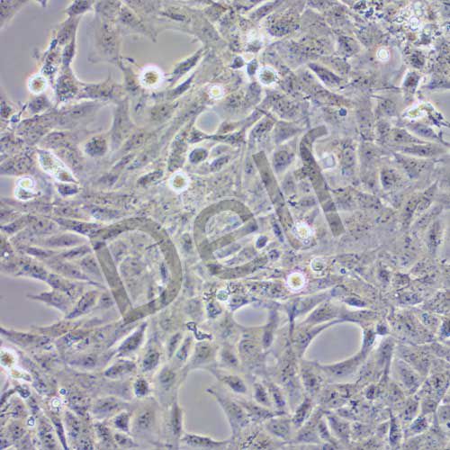 CTX-TNA2 大鼠腦I型星形膠質(zhì)細胞