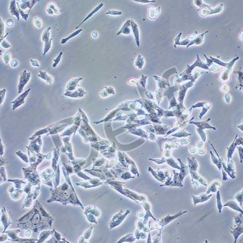 D341 Med 人腦髓母細胞瘤細胞