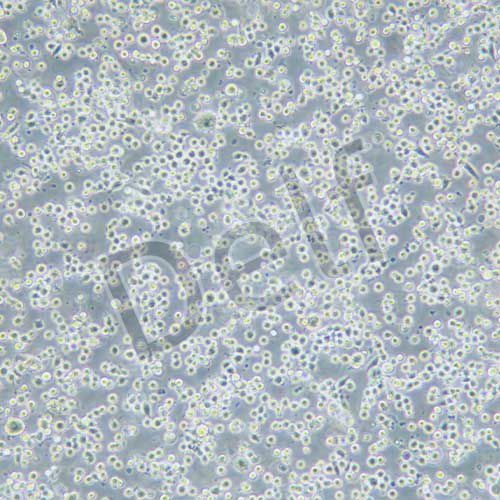 DAMI 人巨核細胞白血病細胞