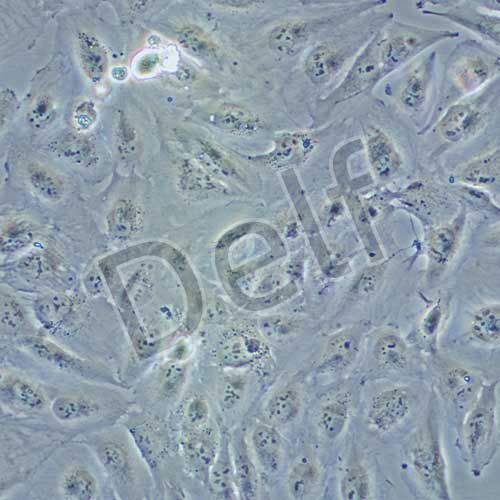 DAOY 人髓母細(xì)胞瘤細(xì)胞