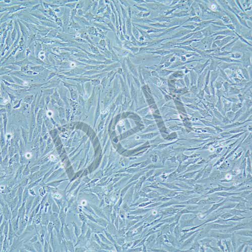 UMNSAH/DF-1 雞胚胎成纖維細(xì)胞