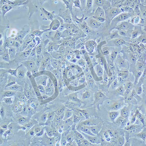 DLD-1 人結(jié)直腸腺癌上皮細胞