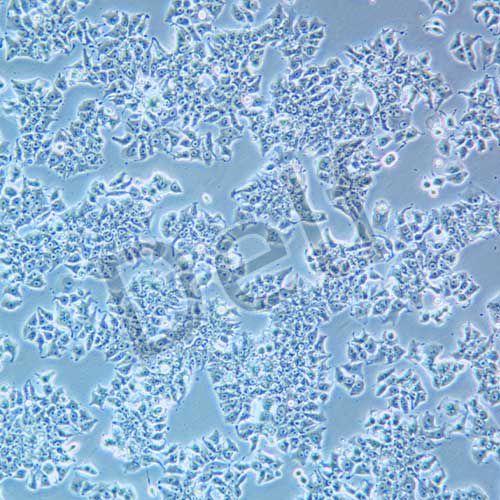 DMS 53 人肺癌細(xì)胞