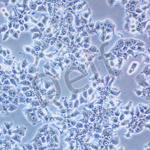 DMS 53 人肺癌細(xì)胞