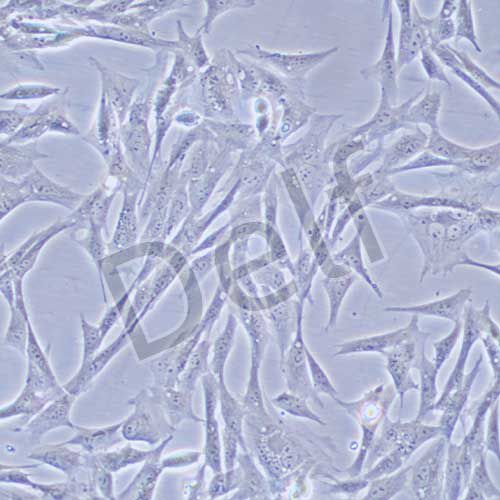 Duck embryo 鴨胚成纖維細(xì)胞永生化
