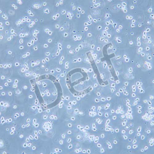 EL4 小鼠淋巴瘤細(xì)胞