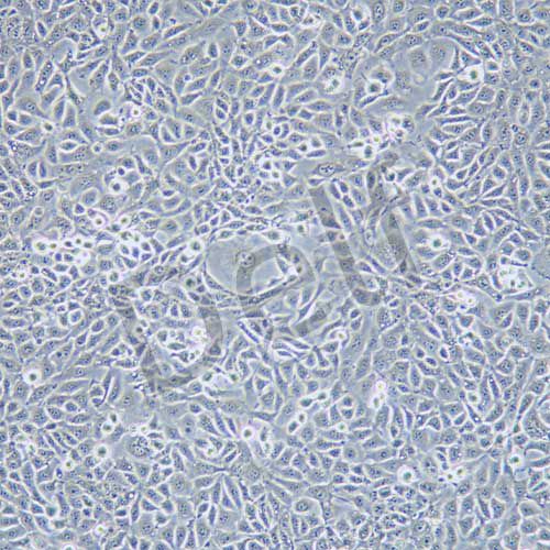 EMT6 小鼠乳腺癌細(xì)胞