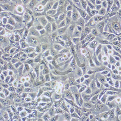 EMT6 小鼠乳腺癌細(xì)胞