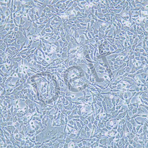 ES-2 人卵巢透明細(xì)胞癌細(xì)胞