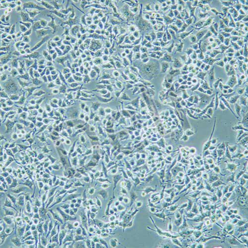 G422 小鼠神經(jīng)膠質(zhì)瘤細(xì)胞