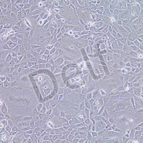 GC-1 spg 小鼠精原細(xì)胞系