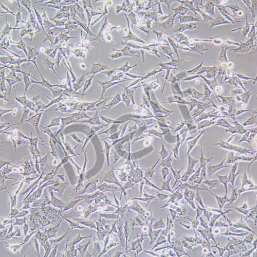 GL261 小鼠膠質(zhì)細(xì)胞瘤