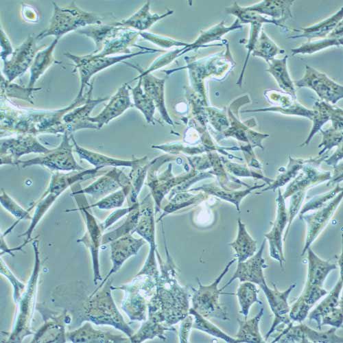 GL261 小鼠膠質(zhì)細(xì)胞瘤