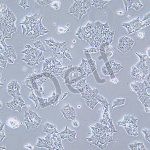 GT1-1 小鼠垂體瘤細胞