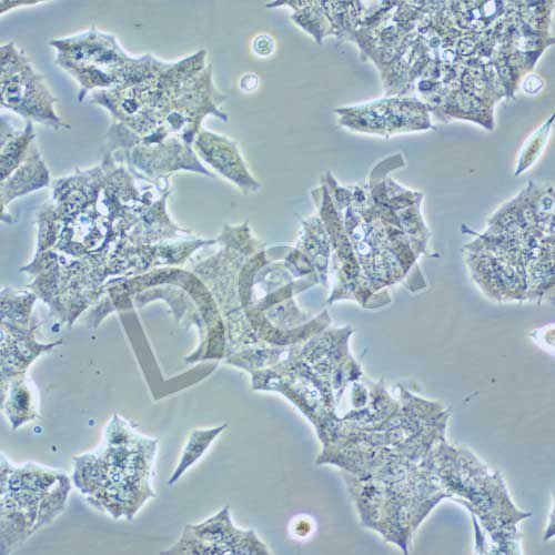 GT1-1 小鼠垂體瘤細胞