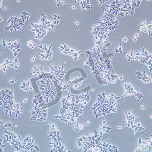 H4-II-E-C3 大鼠肝癌細(xì)胞