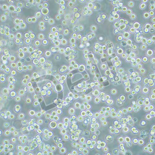 H22 小鼠肝癌細胞