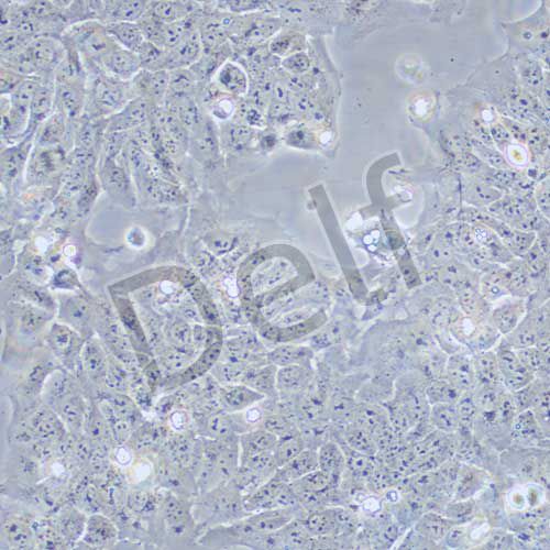 HaCat 人永生化表皮細(xì)胞