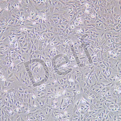 HC11 小鼠乳腺上皮細胞