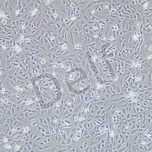 HC11 小鼠乳腺上皮細胞