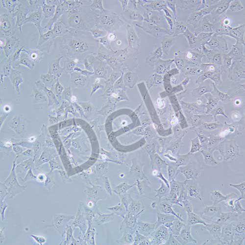 HCC38 人乳腺導(dǎo)管癌細(xì)胞