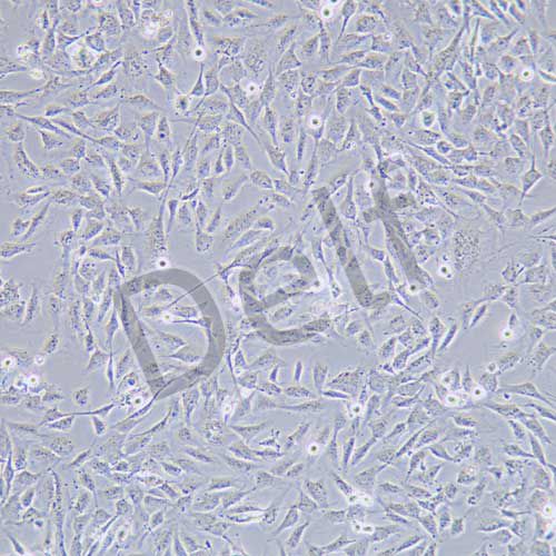 HCMEC/D3 永生化人腦微血管內(nèi)皮細(xì)胞