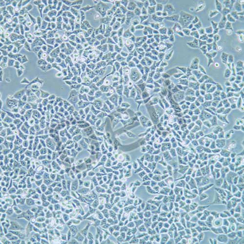 HCT-15/Taxol 人結(jié)腸癌紫杉醇耐藥株
