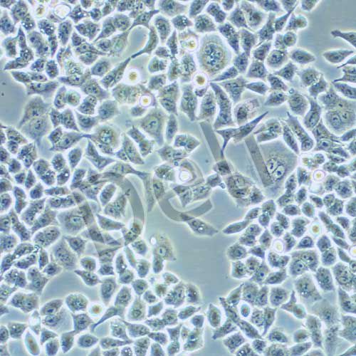 HCT-15/Taxol 人結(jié)腸癌紫杉醇耐藥株