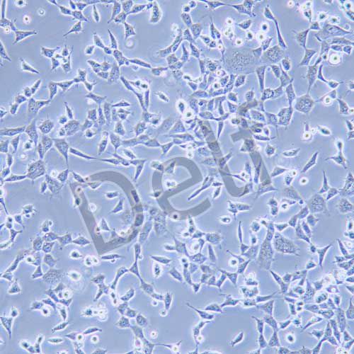 HEK-293 人胚腎細(xì)胞