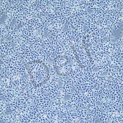 HEK-293A 人胚腎細(xì)胞