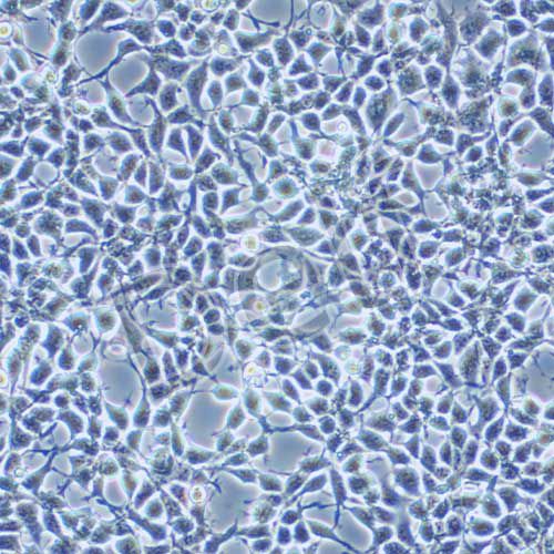 HEK-293A 人胚腎細(xì)胞