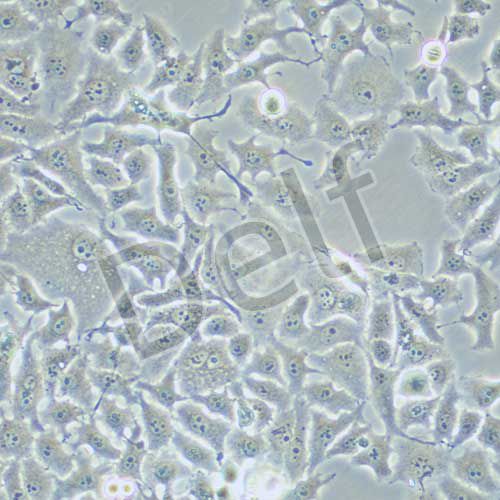 HELA-S3 人宮頸癌細(xì)胞